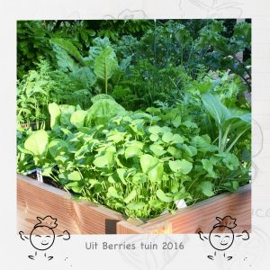 Productafbeelding van groentes in de tuin van Berries augustus 2016