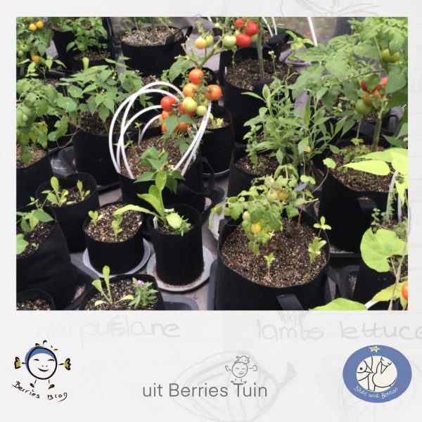 Uit Berries tuin. Snapshot van growbags in de iglo. ZIe de aanbieding op 14082021 op de website van Birds and Berries