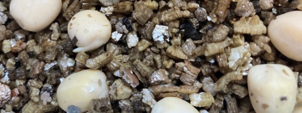 Product afbeelding sugarsnaps voorkiemen in medium grove vermiculiet